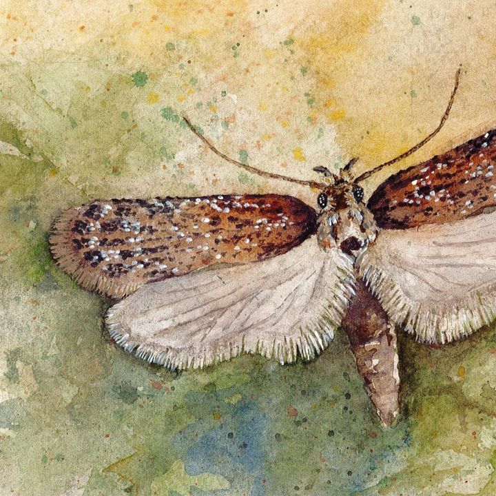 Maalattu kuva kirvelilattakoista.