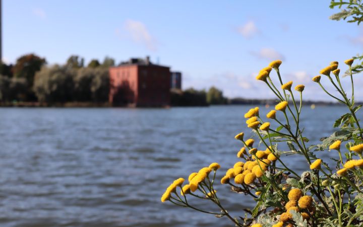 Kuvassa merta, syyskukkia ja Venetsia-rakennus.