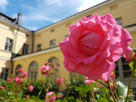 Ruusut Lapinlahden rakennuksen vieressä