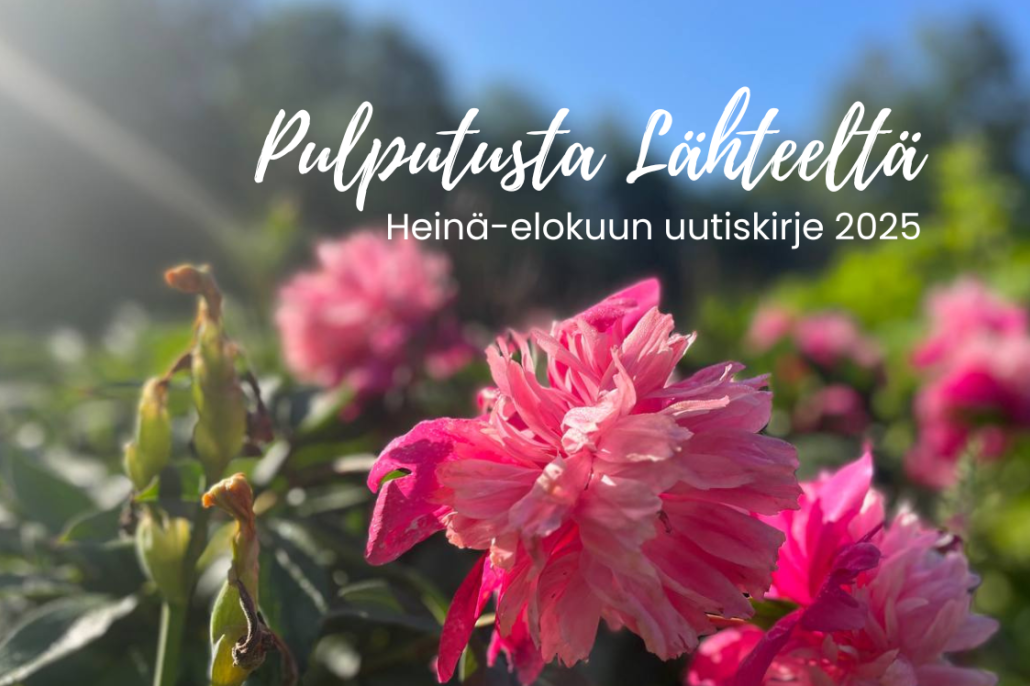 Pinkkejä kukkia kesäauringossa Lapinlahden Lähteellä.