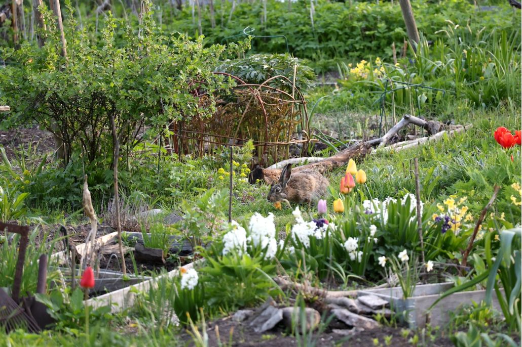 Kuvassa rusakko kirmaa puutarhassa.