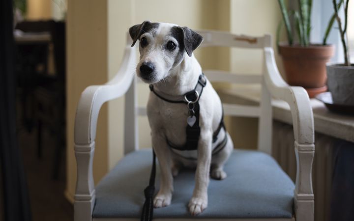 Kuvassa on pieni, valkoinen koira tuolilla.