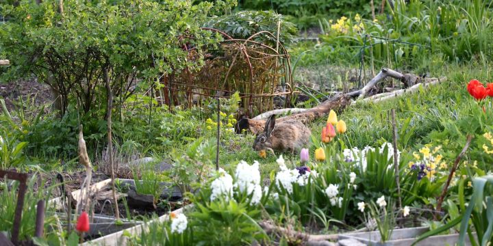 Kuvassa rusakko kirmaa puutarhassa.