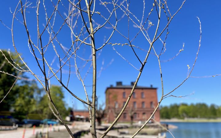 Kuvassa Lapinlahden rantapenkere ja Venetsia-talo, sinistä taivasta, puita