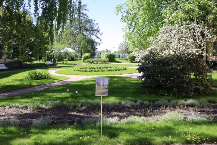 Kuvassa on Lapinlahden puutarhapihaa ja sen istutuksia kesällä.