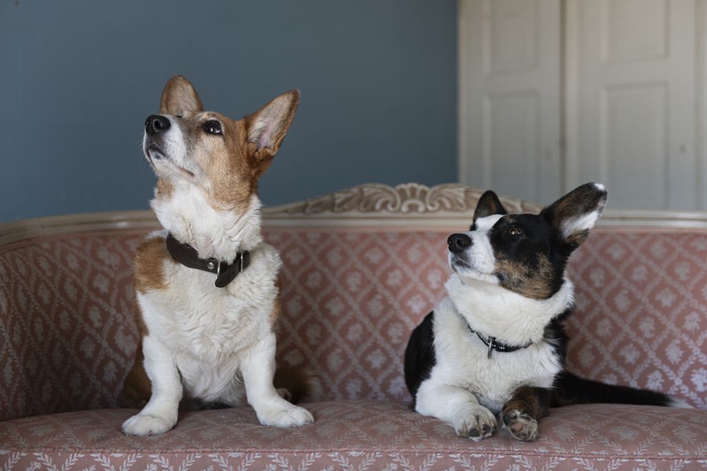 Kuvassa on kaksi Welsh corgi -koiraa sohvalla. Toinen istuu vasemmalla, toinen makoilee oikealla.