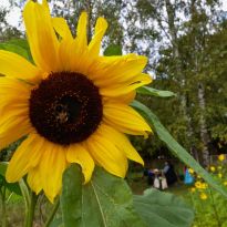 Kiitos taas kesä 2025 IHANISTA hetkistä yhteisöviljelyn parissa. Puutarhapoppoo kiittää ja kumartaa 💚🌻🌼🐾💚
#yhteisöviljelykerho #puutarhapoppoo #kaupunkiviljely #kaikkienlapinlahti