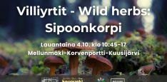 Villiyrtit - Wild herbs: Sipoonkorpi event title, info and logos. Background is funnel chanterelles in a forest