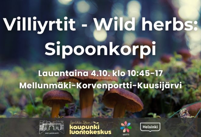 Villiyrtit - Wild herbs: Sipoonkorpi event title, info and logos. Background is funnel chanterelles in a forest