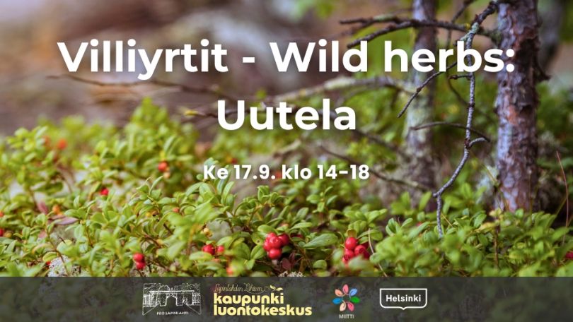 Villiyrtit - Wild herbs: Uutela event cover picture with times and logos. Background is a cranberry forest in Finland