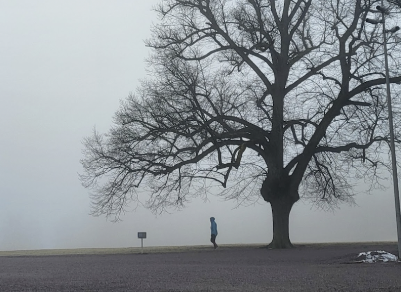Harmaassa kuvassa iso puu ja pieni ihminen.