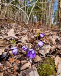Kaupunkiluontokeskuksen ohjaaja Ilonan kuulumisia ja huhtikuun tapahtumia:

- Kevät kutsuu mukaan luontoretkille! 🌸 Ohjaaja Ilona kävi tänään tutkimassa huomisen Mustavuoren retken reittiä ja sieltä löytyi mm. sinivuokkoja, upeita linnoitusjäänteitä, vanhoja puita kääpineen ja hyvää liikuntaa luonnossa. Tervetuloa mukaan huomenna ja myös 26.4. Uutelaan. Ilmoittautuminen tapahtumien alla lomakkeella: lapinlahdenlahde.fi/tapahtumat tai katso luontokeskuksen linkki biosta ja selaa alas tapahtumiin.

- Lapinlahdessa ollaan myös tehty luonto- ja hyvinvointitoimintaa sekä sisällä että ulkona. ☀️ Omatoiminen kevätpolku on puistossa todennäköisesti toukokuun puoliväliin asti, ja 1.4. kävimme myös kierroksella rennosti tutustumassa polkuun. Seuraava puistokierros on toukokuussa osana Toimintatiistait-ohjelmia. Viime tiistaina oli kevätaskartelua, joka jatkuu vielä tiistaina 15.4. Näihin avoimiin nonstop-pajoihin ei tarvitse ilmoittautua. 22.4. vuorossa on kuorintavoidepaja ja 29.4. villiyrtit.

- Lämpimästi tervetuloa mukaan myös Rento mieli ja keho-tunneille! Viimeksi mukana oli ihana Väinö-koira, joka toi tunnille mukaan extralempeyttä 🐶❤️

- Otan mielelläni ideoita vastaan toukokuun ja kesän toimintaan, Ideoita voi lähettää sähköpostia osoitteeseen kaupunkiluontokeskus@lapinlahdenlahde.fi. Yleinen palautelomakkeemme löytyy myös luontokeskuksen nettisivuilta (linkki biossa).

Ihanaa kevättä kaikille ja toivottavasti nähdään luontojuttujen merkeissä!

#lapinlahdenluontokeskus
#kaupunkiluontokeskus #lapinlahdenlähde #prolapinlahti #luontotoiminta #luontoretki #lapinlahtionkaikkien
