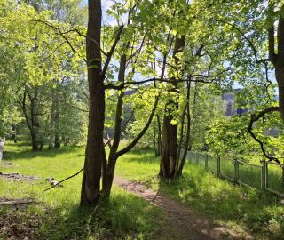 Aurinkoinen vehreä puisto