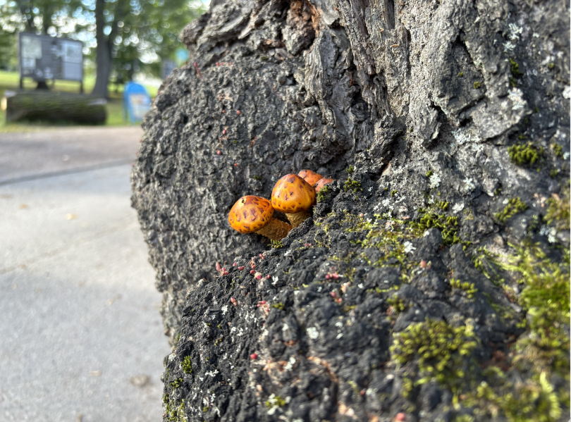 Vanhasta puunrungosta kasvaa kaksi kirkkaan oranssia sientä.