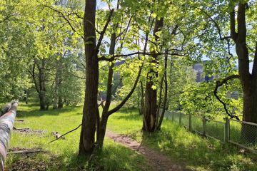 Aurinkoinen vehreä puisto