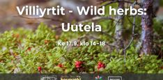 Villiyrtit - Wild herbs: Uutela event cover picture with times and logos. Background is a cranberry forest in Finland
