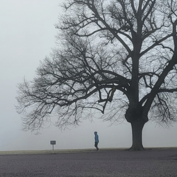Harmaassa kuvassa iso puu ja pieni ihminen.