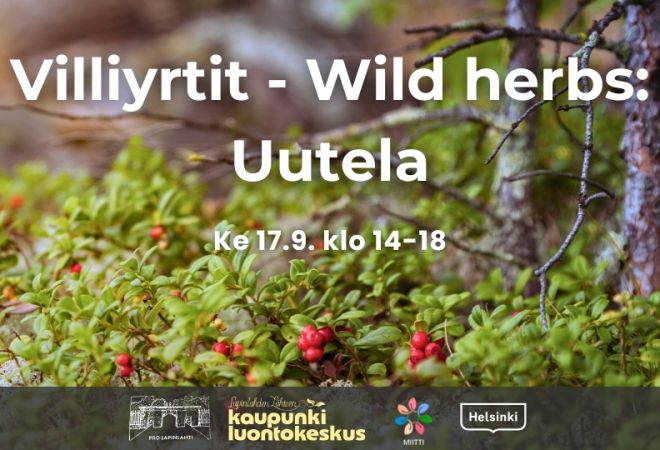 Villiyrtit - Wild herbs: Uutela event cover picture with times and logos. Background is a cranberry forest in Finland