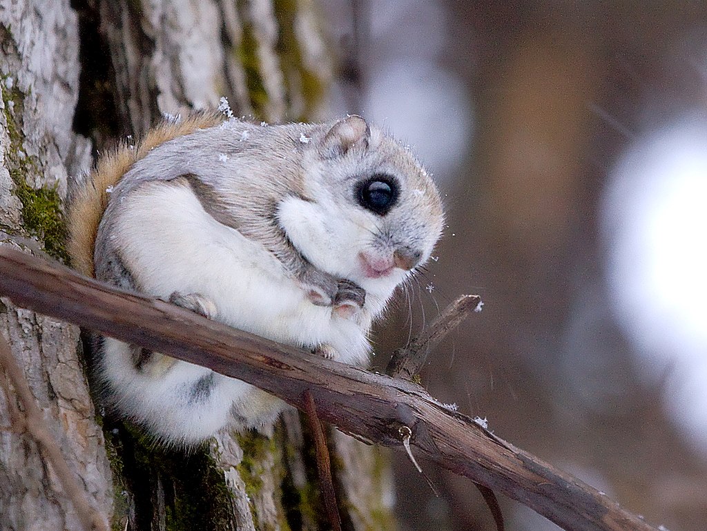 Siberian flying squirrel photo