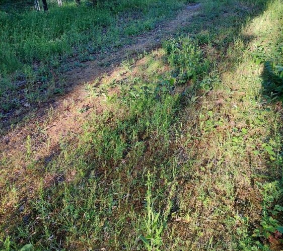 Kuva maasta, jossa on osittain tuhoutuneita kasveja