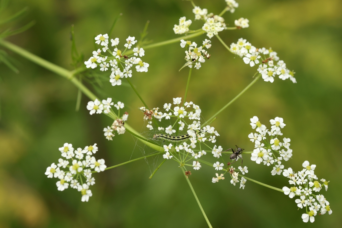 Kirvelilattakoi ja muurahainen Jukka Leppikangas 2025