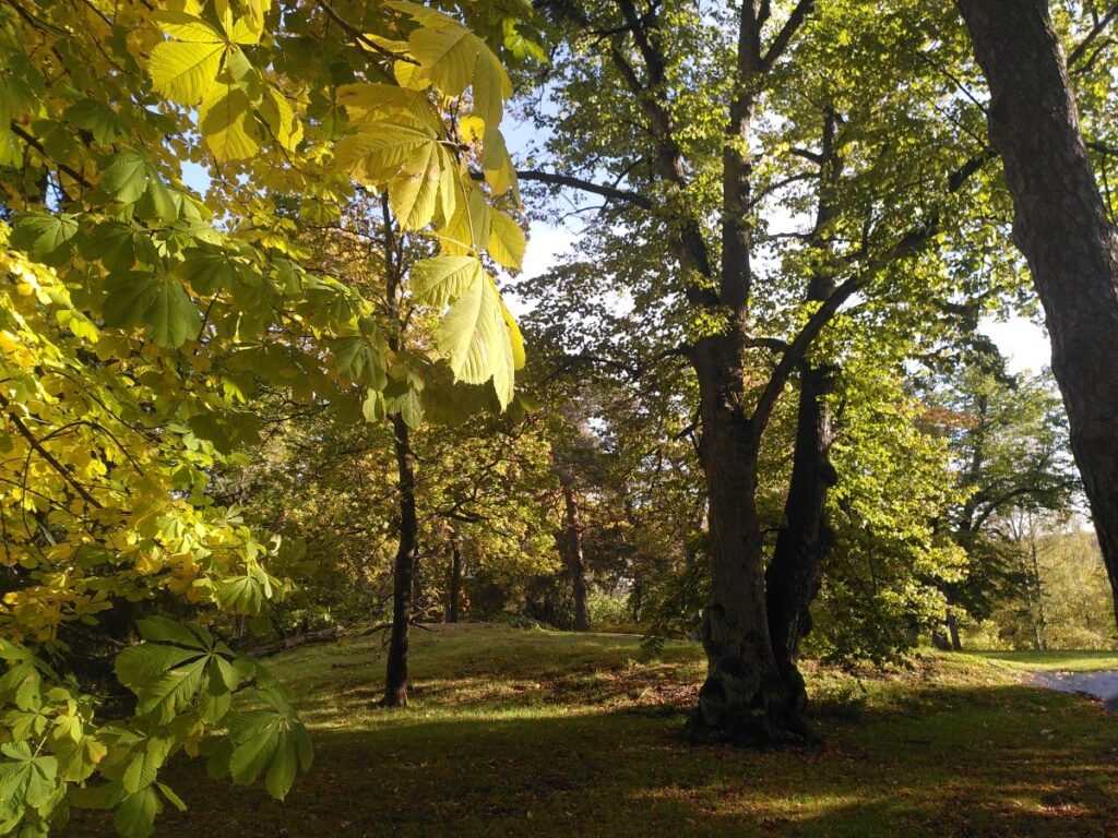 Kauniita vanhoja jalopuita Lapinlahden puistossa. Viistosta tuleva aurinko valaisee jo hieman kellertyneitä lehtiä.