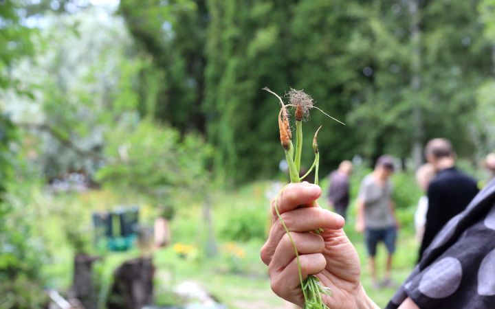 Kuvassa yhteisöviljelykerhon henkilö pitelee käsissään miniporkkanoita.