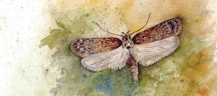 Maalattu kuva kirvelilattakoista.