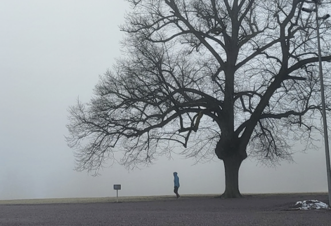 Harmaassa kuvassa iso puu ja pieni ihminen.