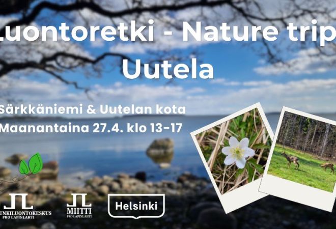 Luontoretki nature trip Uutela aikataulu ja logot ja mainintana Särkkäniemi ja Uutelan kota. Taustakuva Särkkäniemen rannasta, pikkukuvat Uutelasta valkovuokko ja metsäkauriit