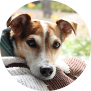 Moshi lapinlahti koira