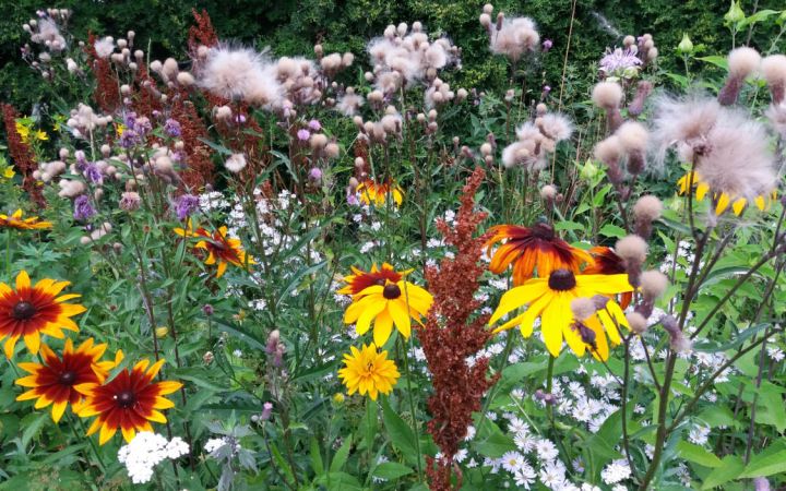 kukkaniitty kuva tiina taipale