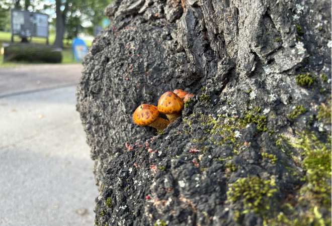 Vanhasta puunrungosta kasvaa kaksi kirkkaan oranssia sientä.