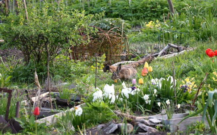 Kuvassa rusakko kirmaa puutarhassa.