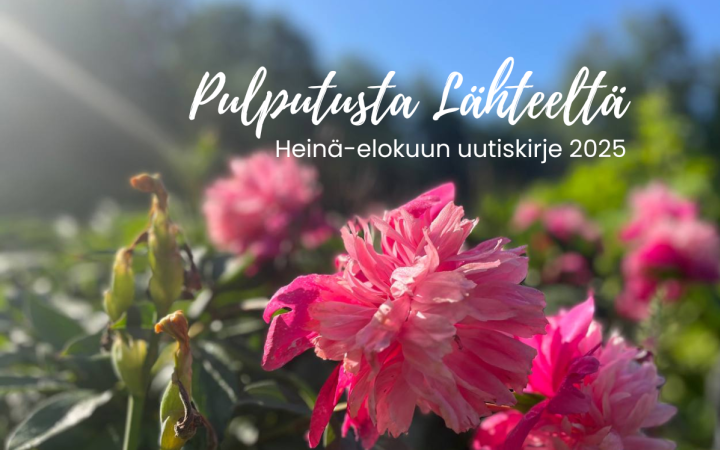 Pinkkejä kukkia kesäauringossa Lapinlahden Lähteellä.