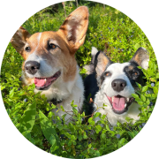 Alma & Assi Lapinlahti koirat