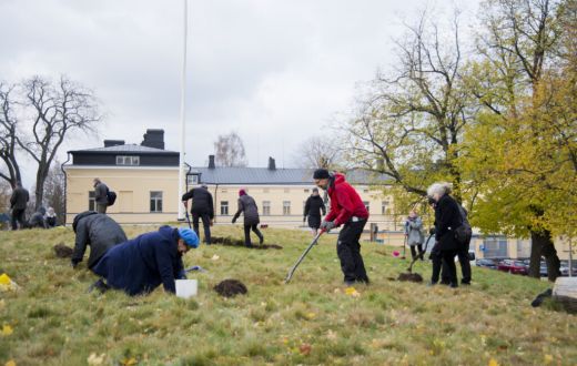 Kaupunkilaiset istuttavat kukkasipuleita talkoissa