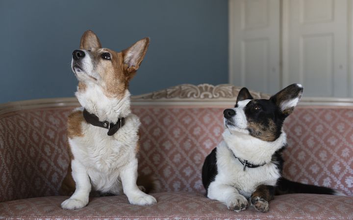 Kuvassa on kaksi Welsh corgi -koiraa sohvalla. Toinen istuu vasemmalla, toinen makoilee oikealla.