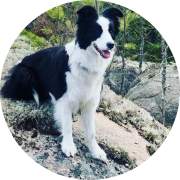 Pipa Lapinlahti koira