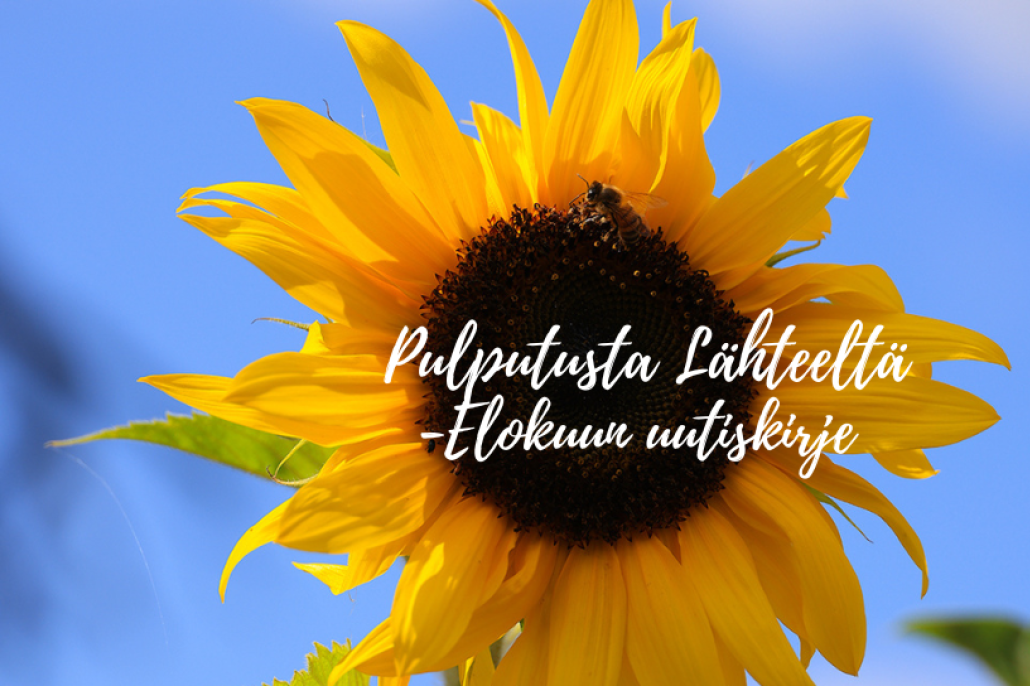 Kuvassa auringonkukka