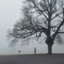 Harmaassa kuvassa iso puu ja pieni ihminen.
