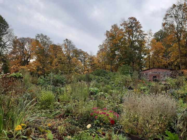 Lapinlahden palsta-aluetta syksyn väriloistossa. Kuva Rita Paqvalén