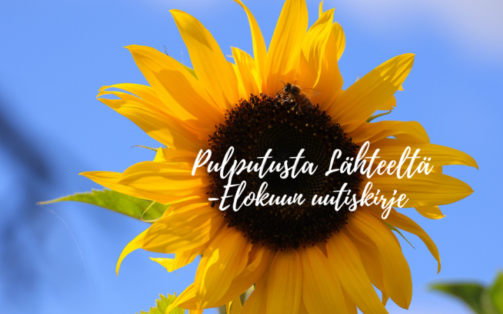 Kuvassa auringonkukka