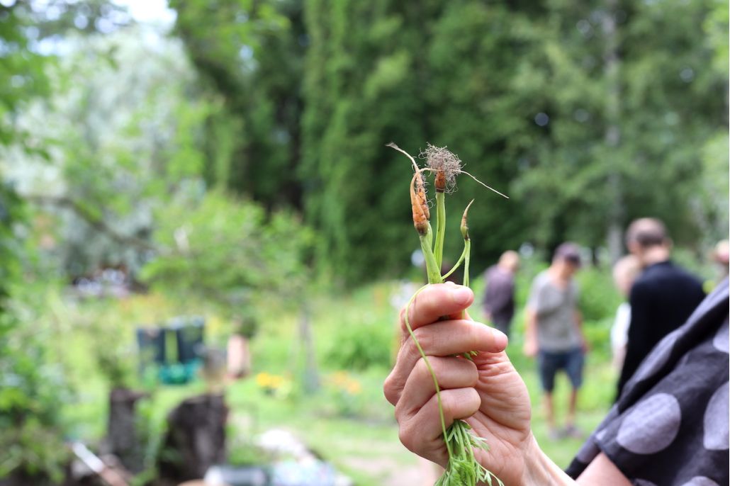 Kuvassa yhteisöviljelykerhon henkilö pitelee käsissään miniporkkanoita.