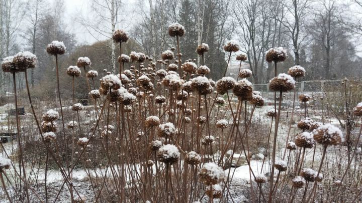 Yrttimaa viehättää talvellakin. Kuva Tiina Taipale