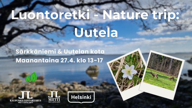 Luontoretki nature trip Uutela aikataulu ja logot ja mainintana Särkkäniemi ja Uutelan kota. Taustakuva Särkkäniemen rannasta, pikkukuvat Uutelasta valkovuokko ja metsäkauriit